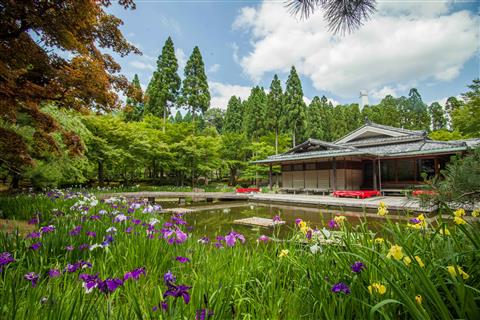 花しょうぶ（6月頃撮影）